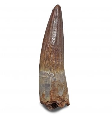 Cretaceous Spinosaurus Tooth from Kem Kem Beds, Morocco (SKU V9112):- Spinosaurus sp. indet.