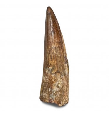 Cretaceous Spinosaurus Tooth from Kem Kem Beds, Morocco (SKU V9113):- Spinosaurus sp. indet.