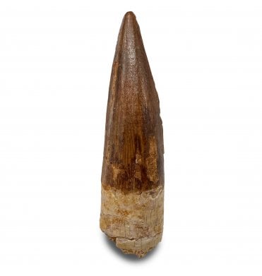 Cretaceous Spinosaurus Tooth from Kem Kem, Morocco (SKU V9324):- Spinosaurus sp. indet.