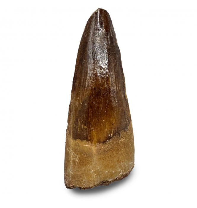 Cretaceous Spinosaurus Tooth from Kem Kem, Morocco (SKU V9325):- Spinosaurus sp. indet.