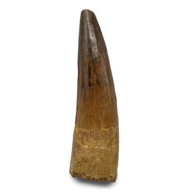 Cretaceous Spinosaurus Tooth from Kem Kem, Morocco (SKU V9327):- Spinosaurus sp. indet.