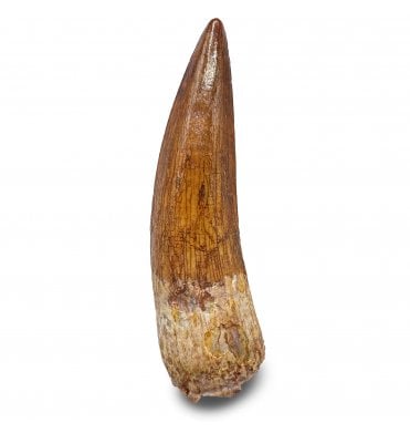 Cretaceous Spinosaurus Tooth from Kem Kem, Morocco (SKU V9328):- Spinosaurus sp. indet.