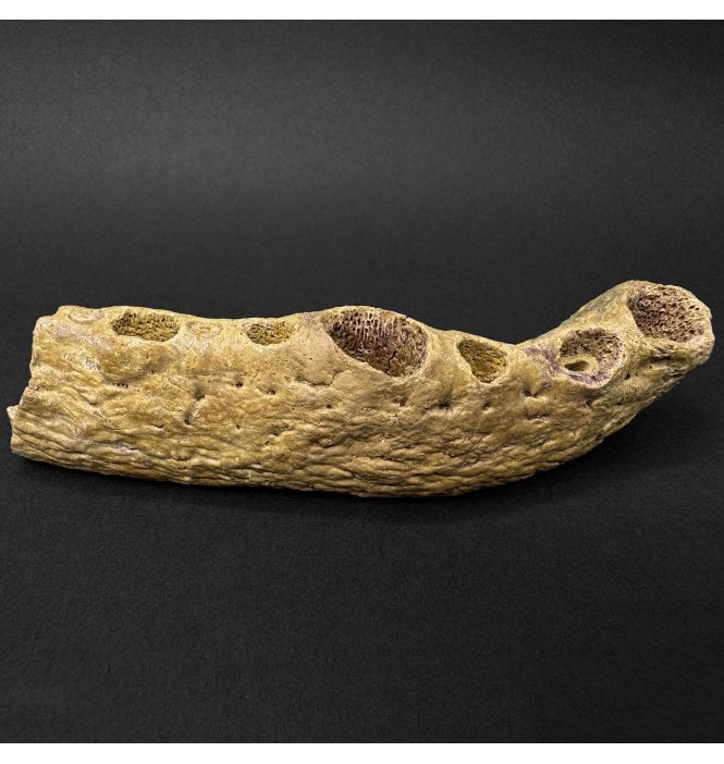 Cretaceous ‘Super Croc’ Crocodile Partial Jaw from Morocco (SKU V9265):- Elosuchus cherifiensis