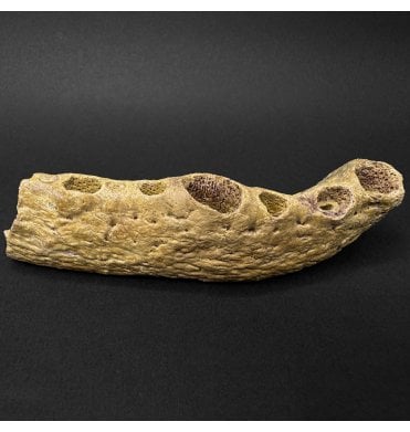 Cretaceous ‘Super Croc’ Crocodile Partial Jaw from Morocco (SKU V9265):- Elosuchus cherifiensis