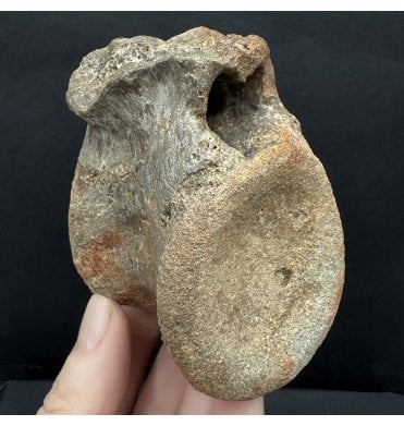 Cretaceous ‘Super Croc’ Crocodile Vertebra from Morocco (SKU V8272):- Elosuchus cherifiensis