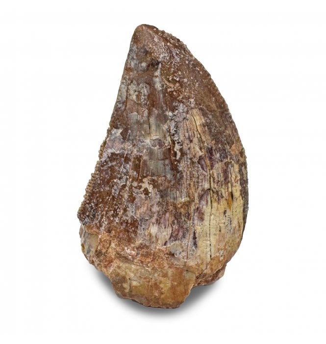 Cretaceous Theropod (Carnosaur) Tooth from Kem Kem, Morocco (SKU V7763):- Carcharodontosaurus saharicus