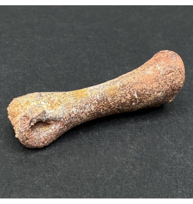 Cretaceous Theropod Dinosaur (Nosasaurid-Abeilsaur) Toe Bone from Kem Kem, Morocco, USA (SKU V7504):- Abeilsaur sp. Indet.