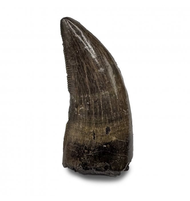 Cretaceous Theropod Dinosaur (Tyrannosaurus) Tooth from Hell Creek Formation, Montana (SKU V7522):- Nanotyrannus lancensis