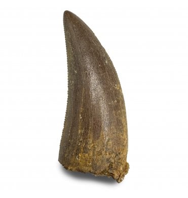 Cretaceous Theropod (Nosasaur-Abeilsaur) Dinosaur Tooth from Kem Kem Beds, Morocco, North Africa (SKU V8227):- Deltadromeus aff. agilis