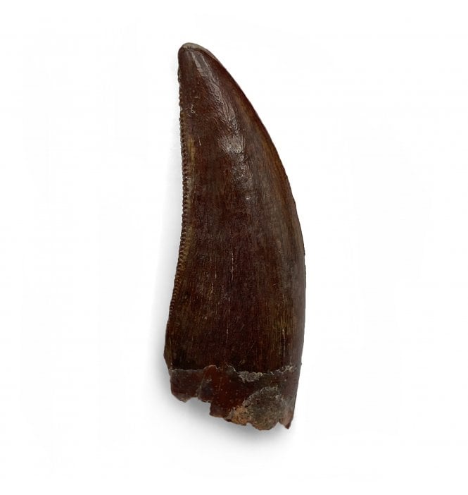 Cretaceous Theropod (Nosasaur-Abeilsaur) Tooth from Morocco, North Africa (SKU V5650):- Deltadromeus cf. agilis