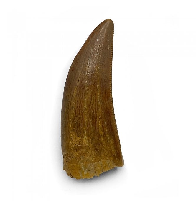Cretaceous Theropod (Nosasaurid-Abeilsaur) Tooth from Kem Kem, Morocco (SKU V5536):- Abeilsaur sp. indet.
