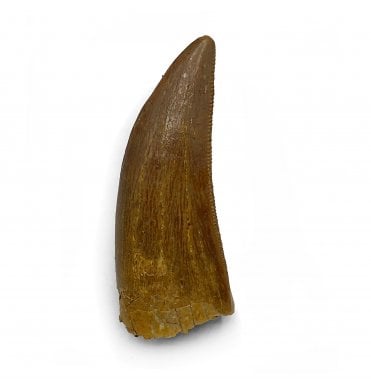 Cretaceous Theropod (Nosasaurid-Abeilsaur) Tooth from Kem Kem, Morocco (SKU V5536):- Abeilsaur sp. indet.