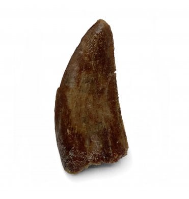 Cretaceous Theropod (Nosasaurid-Abeilsaur) Tooth from Kem Kem, Morocco (SKU V5541):- Abeilsaur sp. indet.