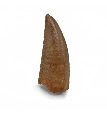 Cretaceous Theropod (Nosasaurid-Abeilsaur) Tooth from Kem Kem, Morocco (SKU V7230):- Abeilsaur sp. indet.