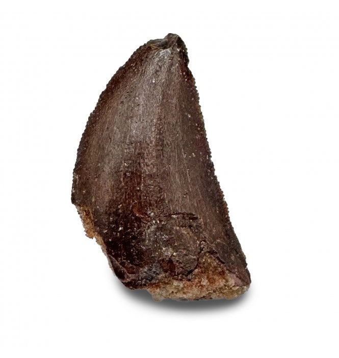 Cretaceous Theropod (Nosasaurid-Abeilsaur) Tooth from Kem Kem, Morocco (SKU V7765):- Abeilsaur sp. indet.
