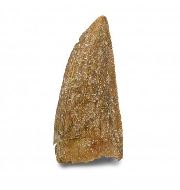Cretaceous Theropod (Nosasaurid-Abeilsaur) Tooth from Kem Kem, Morocco (SKU V8083):- Abeilsaur sp. indet.