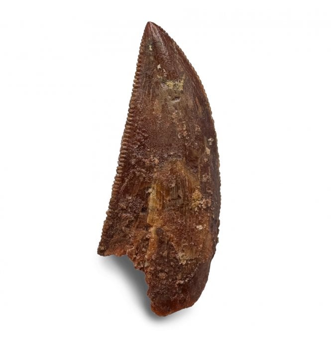 Cretaceous Theropod (Nosasaurid-Abeilsaur) Tooth from Kem Kem, Morocco (SKU V8228):- Abeilsaur sp. indet.