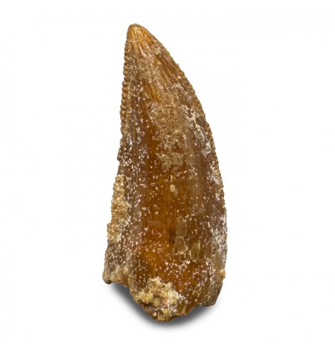 Cretaceous Theropod (Nosasaurid-Abeilsaur) Tooth from Kem Kem, Morocco (SKU V8302):- Abeilsaur sp. indet.