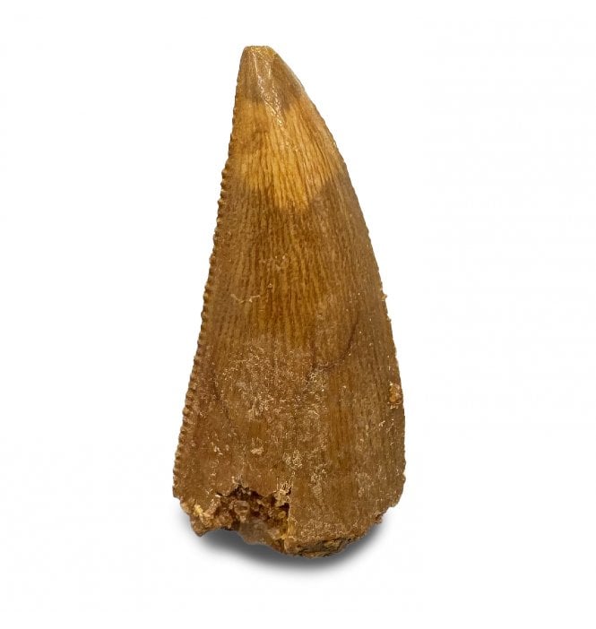 Cretaceous Theropod (Nosasaurid-Abeilsaur) Tooth from Kem Kem, Morocco (SKU V8303):- Abeilsaur sp. indet.