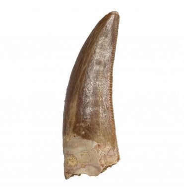 Cretaceous Theropod (Nosasaurid-Abeilsaur) Tooth from Kem Kem, Morocco (SKU V8808):- Deltadromeus aff. agilis