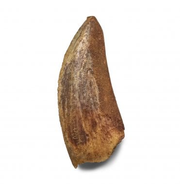 Cretaceous Theropod (Nosasaurid-Abeilsaur) Tooth from Kem Kem, Morocco (SKU V9008):- Abeilsaur sp. indet.