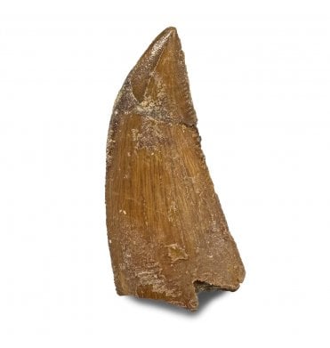 Cretaceous Theropod (Nosasaurid-Abeilsaur) Tooth from Kem Kem, Morocco (SKU V9009):- Abeilsaur sp. indet.