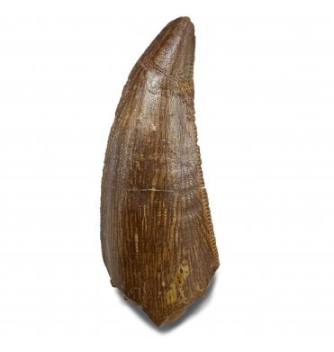 Cretaceous Theropod (Nosasaurid-Abeilsaur) Tooth from Kem Kem, Morocco (SKU V9010):- Abeilsaur sp. indet.