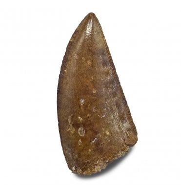 Cretaceous Theropod (Nosasaurid-Abeilsaur) Tooth from Kem Kem, Morocco (SKU V9012):- Abeilsaur sp. indet.