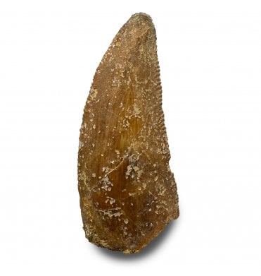 Cretaceous Theropod (Nosasaurid-Abeilsaur) Tooth from Kem Kem, Morocco (SKU V9331):- Abeilsaur sp. indet.