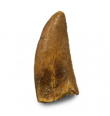 Cretaceous Theropod (Nosasaurid-Abeilsaur) Tooth from Kem Kem, Morocco (SKU V9333):- Abeilsaur sp. indet.