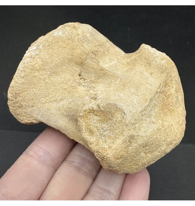 Cretaceous Theropod (Spinosaurid) Dinosaur Cervical Vertebra from Morocco, USA (SKU V6996):- Spinosaurus cf. aegypticus