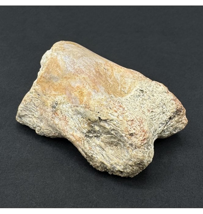 Cretaceous Theropod (Spinosaurid) Dinosaur Toe Bone from Morocco, USA (SKU V8648):- Spinosaurus cf. aegypticus