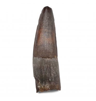 Cretaceous Theropod (Spinosaurus) Dinosaur Tooth from Kem Kem Beds, Morocco, North Africa (SKU V9161):- Spinosaurus cf. aegypticus