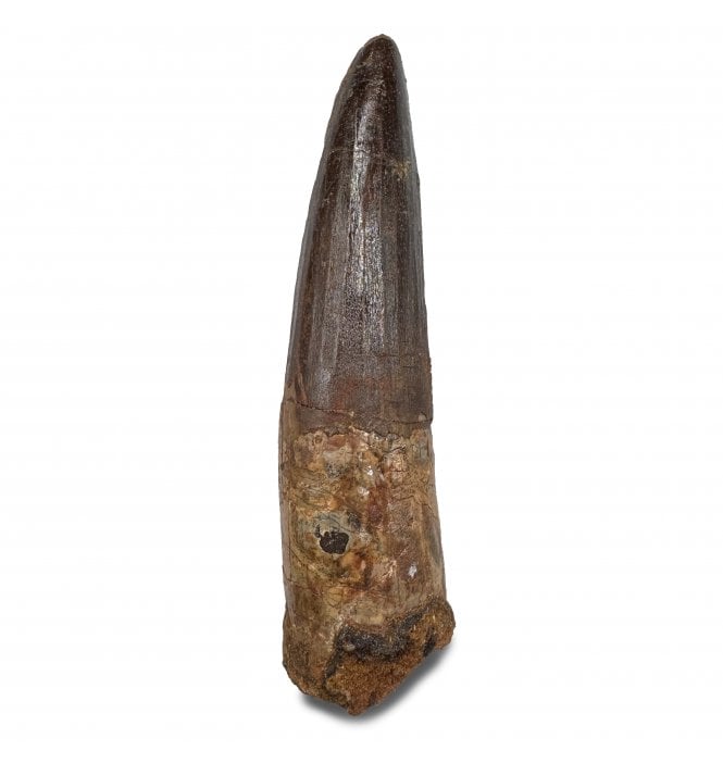 Cretaceous Theropod (Spinosaurus) Dinosaur Tooth from Kem Kem Beds, Morocco, North Africa (SKU V9163):- Spinosaurus cf. aegypticus