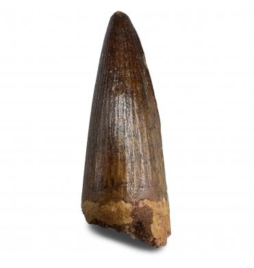 Cretaceous Theropod (Spinosaurus) Tooth from Kem Kem Beds, Morocco (SKU V8252):- Spinosaurus sp. indet.