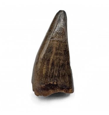 Cretaceous Tyrannosaurid Theropod Tooth from Judith River Formation, Montana, USA (SKU V7220):- Gorgosaurus cf. libratus