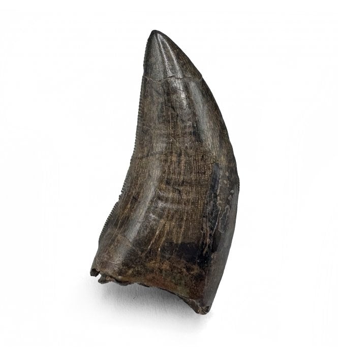 Cretaceous Tyrannosaurid Theropod Tooth from Judith River Formation, Montana, USA (SKU V7221):- Gorgosaurus cf. libratus