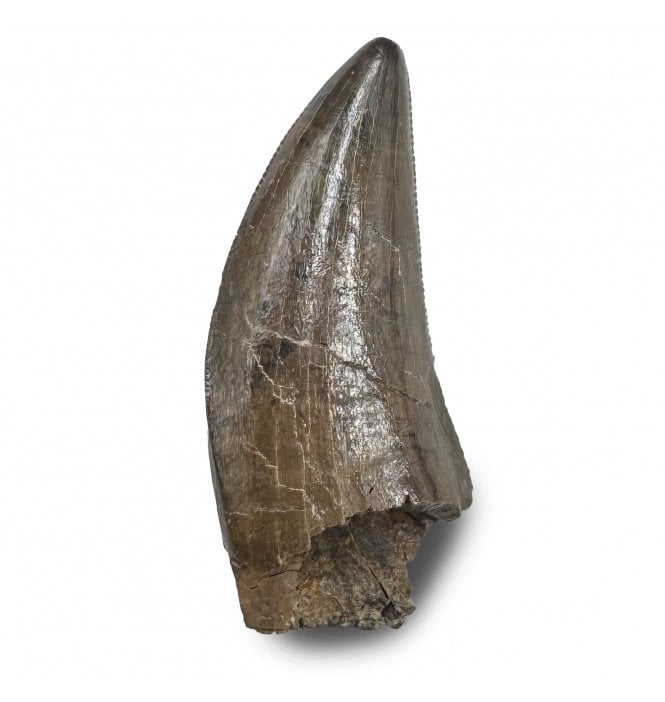 Cretaceous Tyrannosaurus Dinosaur Tooth from Judith River Formation, Montana, USA (SKU V9287):- Gorgosaurus cf. libratus