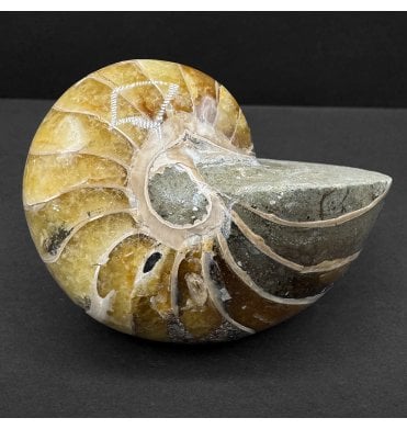 Decorative Calcite Albian, Middle Cretaceous Nautilus from Madagascar (SKU OF3946):- Cenoceras sp.