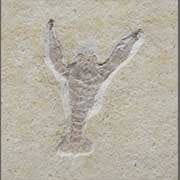 Crustacean Fossils