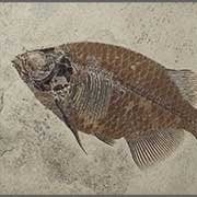 Fish Fossils