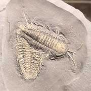 Worldwide Trilobites