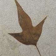 Plant Fossils