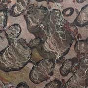 Stromatolite Fossils