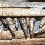 Marine Reptile Fossils