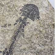 Reptile and Amphibian Fossils