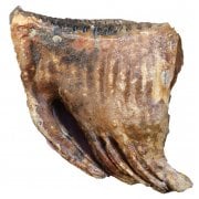 Ice Age and Mammoth Fossils