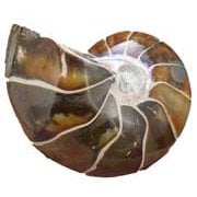 All Other Fossils