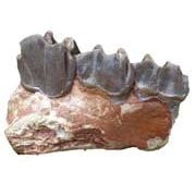 Mammal Fossils