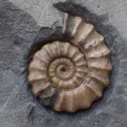 British Ammonites
